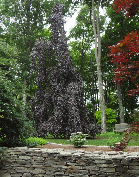 Fagus sylvatica 'Purple Fountain' Rare Weeping Purple European Beech