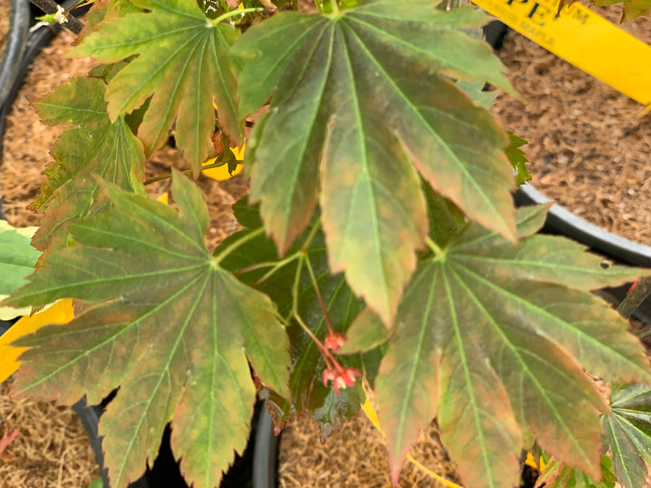 Acer circinatum x palmatum 'Lupe' Loopy Japanese Maple