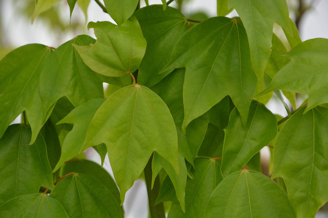 Acer calcaratum Rare Chinese Maple