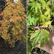 - Acer palmatum 'Rikuzen shidare' Weeping Japanese Maple - Mr Maple │ Buy Japanese Maple Trees