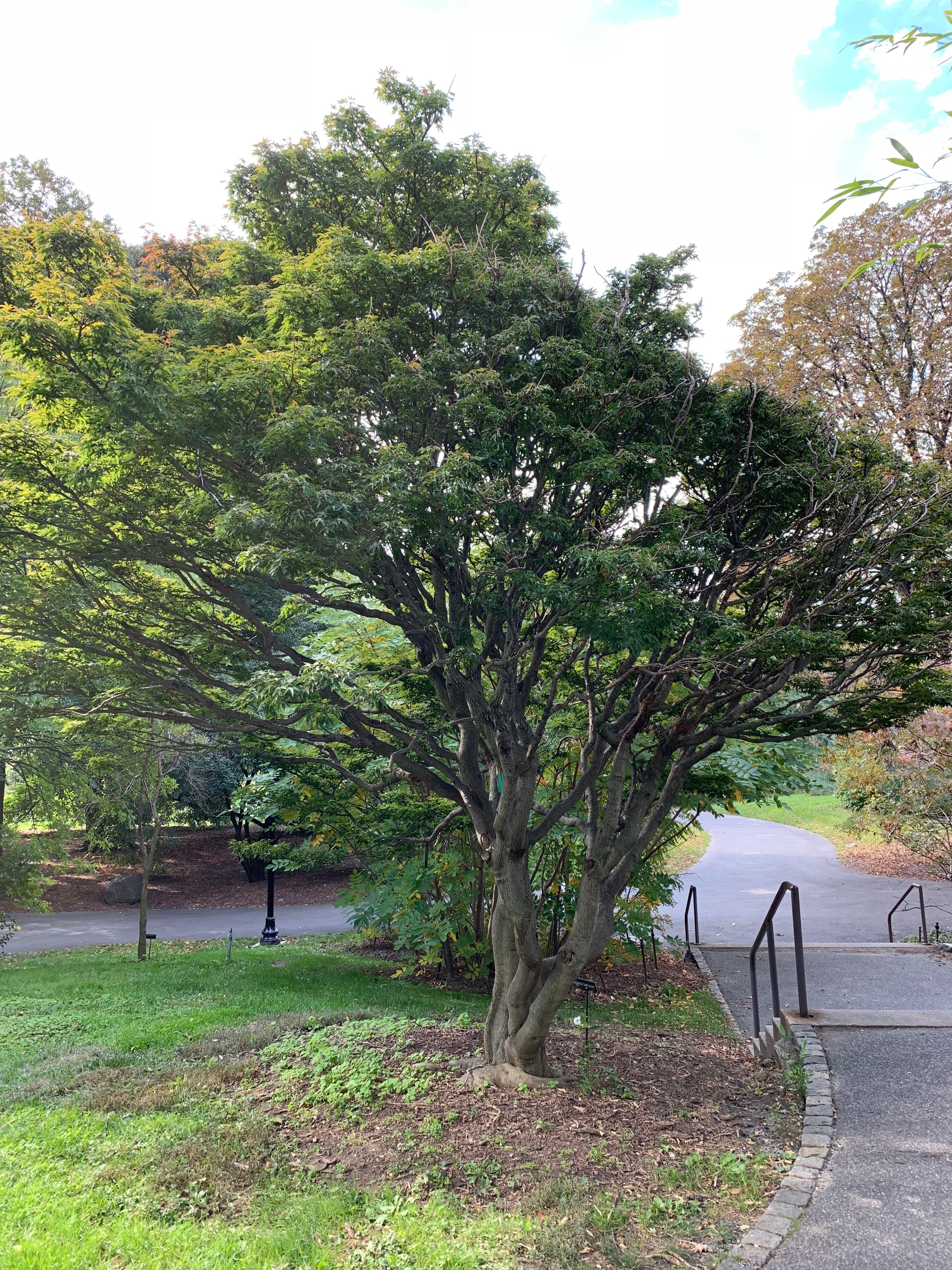 Buy Acer palmatum 'Shishigashira' Lion's Head Japanese Maple — Mr