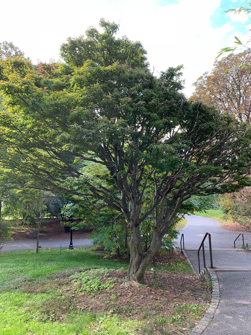 - Acer palmatum 'Shishigashira' Lion's Head Japanese Maple - Mr Maple │ Buy Japanese Maple Trees