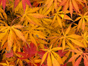 - Acer shirasawanum 'Bronze Age' Bronze Full Moon Japanese Maple - Mr Maple │ Buy Japanese Maple Trees