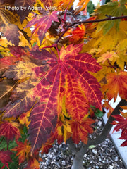 - Acer japonicum 'Vitifolium' Large Leaf Full Moon Japanese Maple - Mr Maple │ Buy Japanese Maple Trees