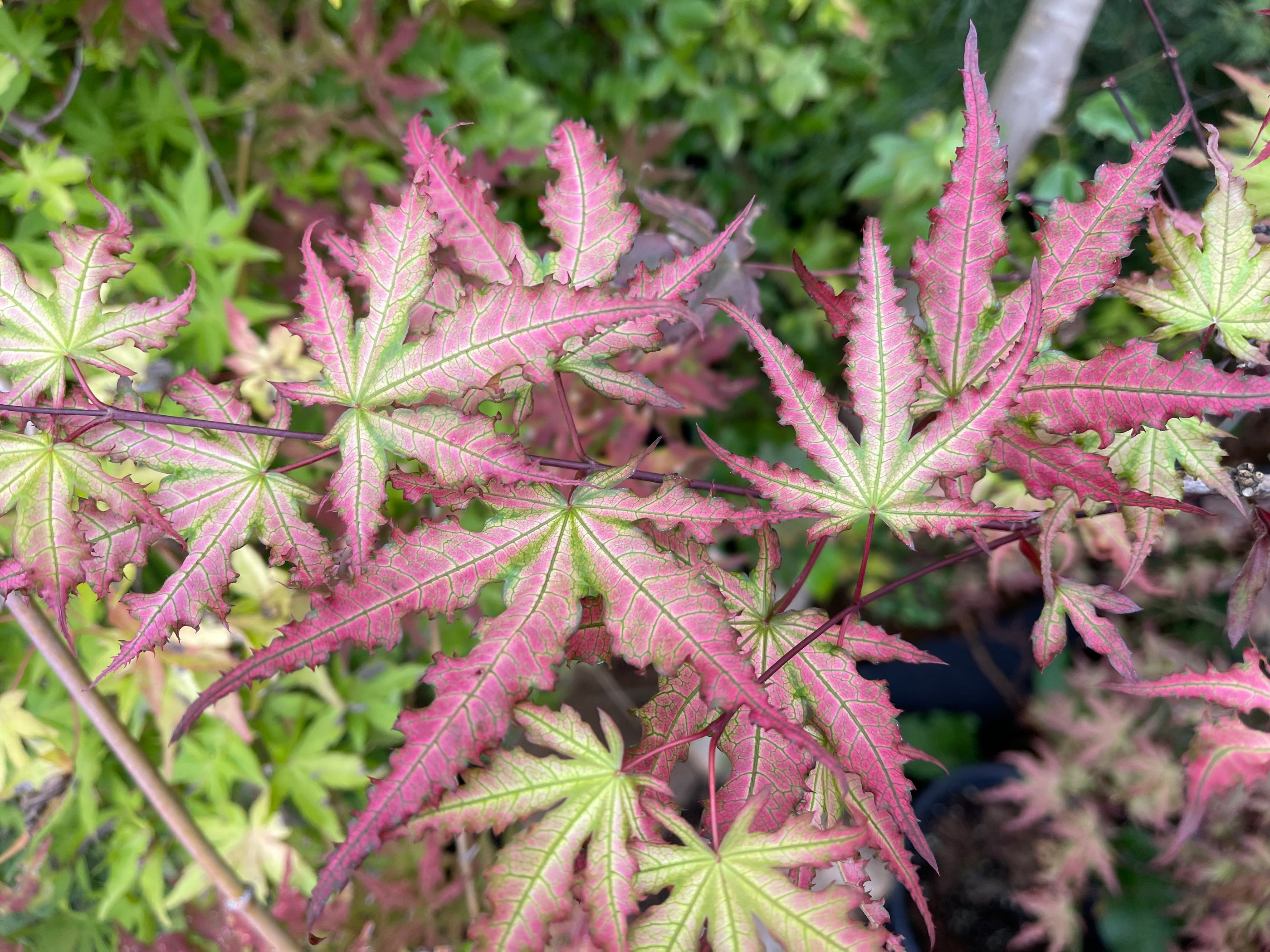 Buy Acer palmatum 'Firefly' Japanese Maple — Mr Maple │ Buy Japanese ...