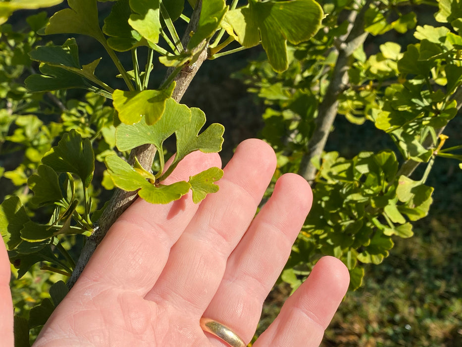 Ginkgo biloba 'Chase Manhattan' Tiny Leaf Male Ginkgo Tree