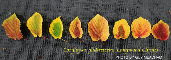 Corylopsis glabrescens 'Longwood Chimes' Large Flowering Japanese Winter Hazel