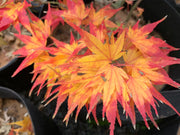 - Acer palmatum 'Koi' Dwarf Japanese Maple - Mr Maple │ Buy Japanese Maple Trees