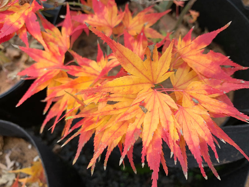 - Acer palmatum 'Koi' Dwarf Japanese Maple - Mr Maple │ Buy Japanese Maple Trees
