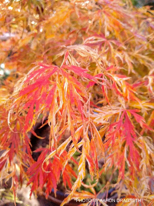 FOR PICKUP ONLY | Acer palmatum 'Goshiki shidare' Japanese Maple | DOES NOT SHIP