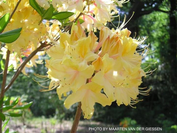 Azalea 'Clear Creek’ Yellow Aromi Hybrid Native Azalea