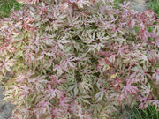 - Acer palmatum 'Strawberry Spring' Reticulated Japanese Maple - Mr Maple │ Buy Japanese Maple Trees