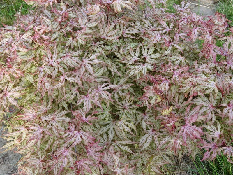 - Acer palmatum 'Strawberry Spring' Reticulated Japanese Maple - Mr Maple │ Buy Japanese Maple Trees