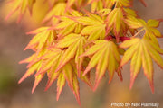 - Acer palmatum 'Orange Dream' Japanese Maple - Mr Maple │ Buy Japanese Maple Trees