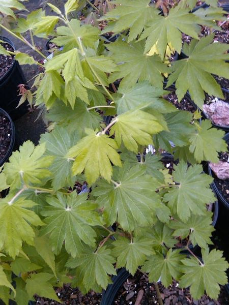 Acer pseudosieboldianum ssp takesimense Ulleung-do Island Maple