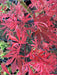 - FOR PICKUP ONLY | Acer palmatum 'Lileeanne's Jewel' Japanese Maple | DOES NOT SHIP - Mr Maple │ Buy Japanese Maple Trees