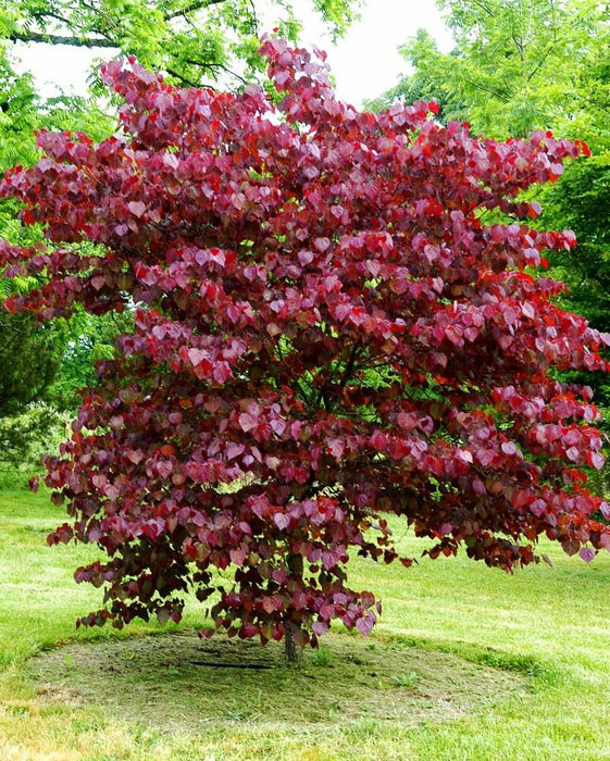 Cercis canadensis ‘Merlot’ Red Leaf Redbud Tree