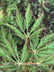 - Acer palmatum 'Jeddeloh Orange' Weeping Japanese Maple - Mr Maple │ Buy Japanese Maple Trees