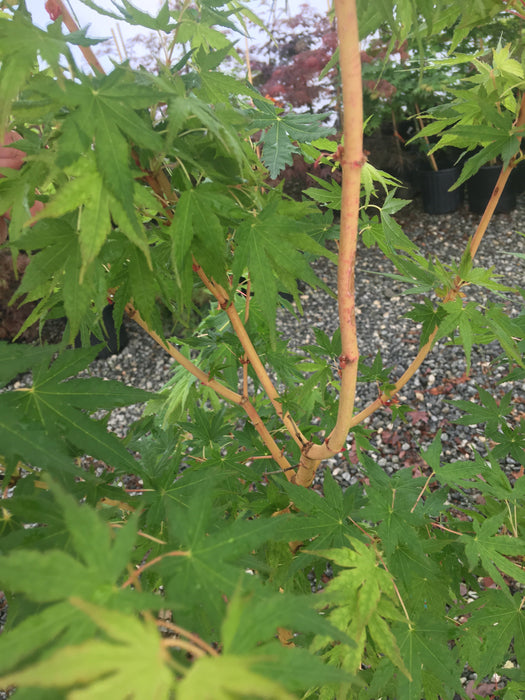 Acer palmatum 'Miya' Yellow Bark Japanese Maple