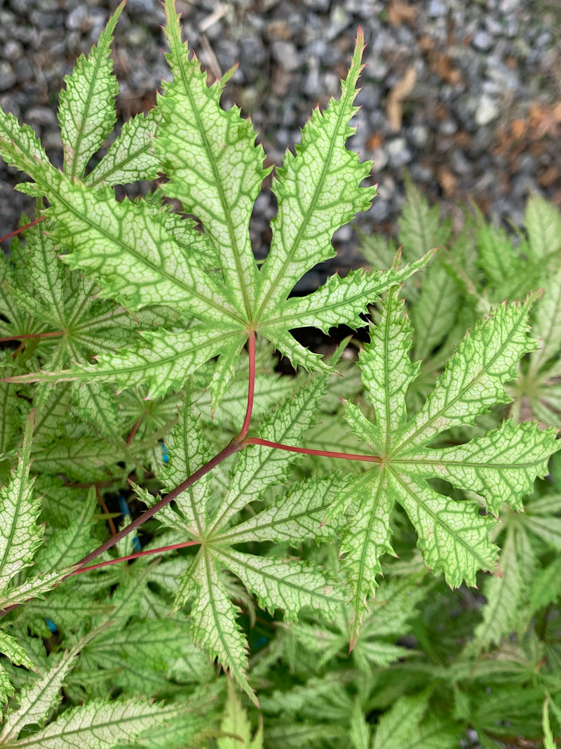 - Acer palmatum 'Grandma Ghost' Japanese Maple - Mr Maple │ Buy Japanese Maple Trees
