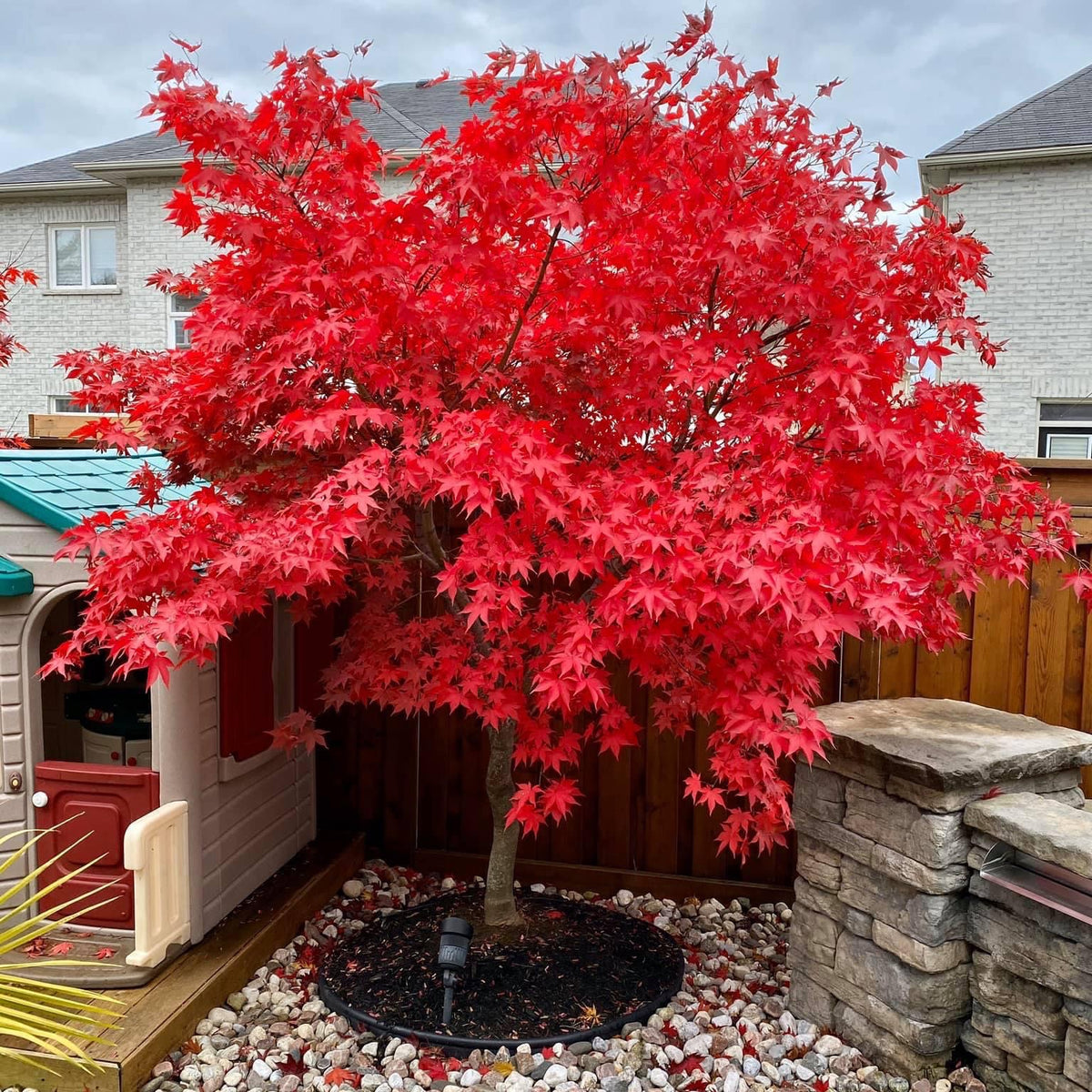 Buy Acer palmatum 'Osakazuki' Japanese Maple — Mr Maple │ Buy Japanese Maple Trees