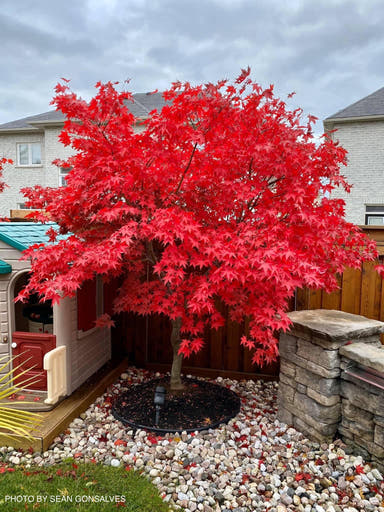 - Acer palmatum 'Osakazuki' Japanese Maple - Mr Maple │ Buy Japanese Maple Trees
