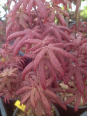 - Acer palmatum 'Peve Starfish' Japanese Maple - Mr Maple │ Buy Japanese Maple Trees