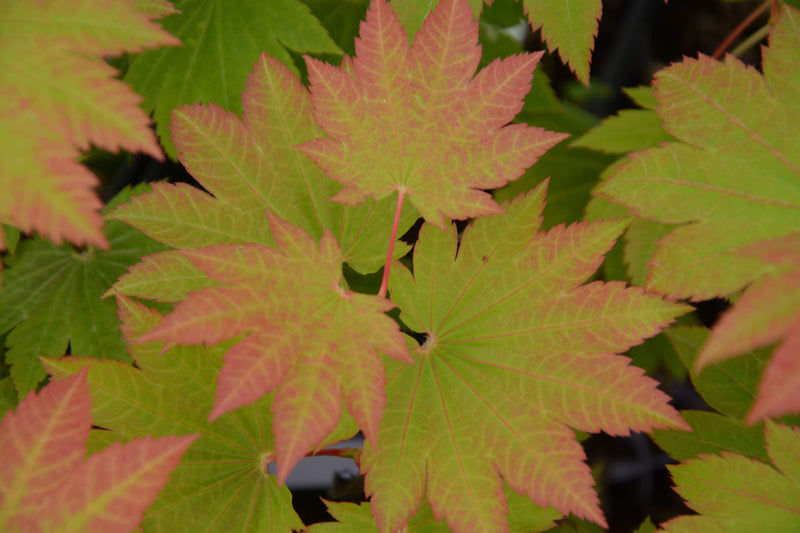 - Acer japonicum 'Taki no gawa' Full Moon Japanese Maple - Mr Maple │ Buy Japanese Maple Trees