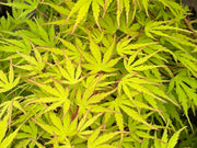 - Acer palmatum 'Green Strap' Rare Japanese Maple - Mr Maple │ Buy Japanese Maple Trees