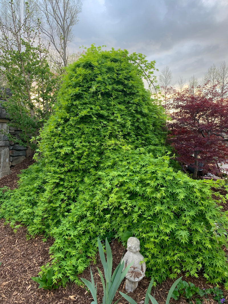 - Acer palmatum 'Ryusen' Japanese Maple - Mr Maple │ Buy Japanese Maple Trees