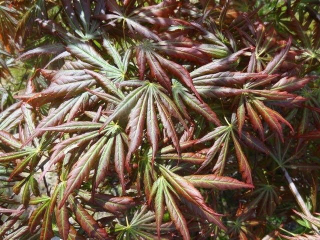 - Acer shirasawanum 'Bronze Age' Bronze Full Moon Japanese Maple - Mr Maple │ Buy Japanese Maple Trees