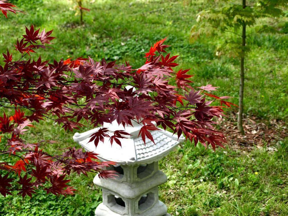 Acer palmatum 'Dragon Tears' Japanese Maple