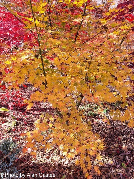 Acer palmatum 'Yellow Bird' Japanese Maple