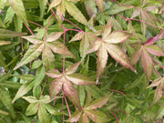 - Acer palmatum 'Golden Falls' Weeping Golden Japanese Maple - Mr Maple │ Buy Japanese Maple Trees