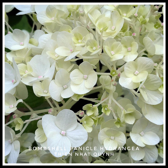 Hydrangea paniculata 'Bombshell' White Panicle Hydrangea
