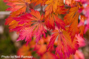 - Acer japonicum 'Mai kujaku' Dancing Peacock Japanese Maple - Mr Maple │ Buy Japanese Maple Trees