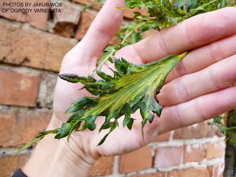 Tilia platyphyllos x euchora 'Henryk Eder' Dwarf Cut-Leaf Linden