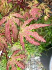- Acer palmatum 'Firefly' Japanese Maple - Mr Maple │ Buy Japanese Maple Trees
