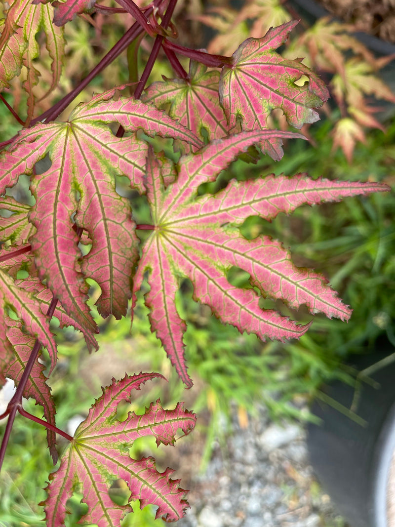 - Acer palmatum 'Firefly' Japanese Maple - Mr Maple │ Buy Japanese Maple Trees