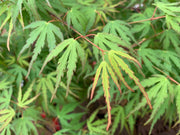 - Acer palmatum 'Green Strap' Rare Japanese Maple - Mr Maple │ Buy Japanese Maple Trees