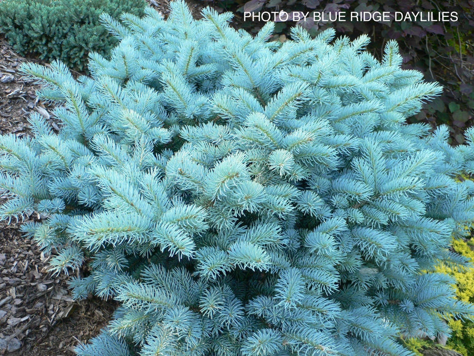 Buy Picea pungens Dwarf Colorado Blue Spruce Mr Maple │ Buy Japanese Trees