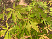 - Acer palmatum 'Fountain of Youth' Japanese Maple - Mr Maple │ Buy Japanese Maple Trees