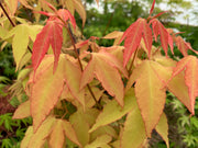 - Acer oliverianum 'Hot Blonde' Golden Japanese Maple - Mr Maple │ Buy Japanese Maple Trees