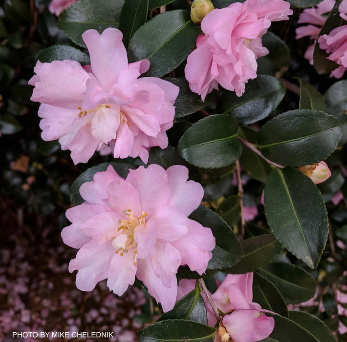 Camellia sansanqua 'Pink Snow' Double Flowering Camellia