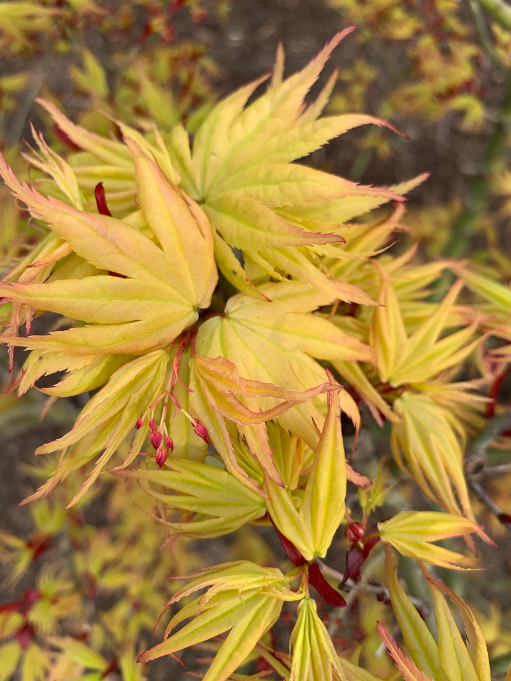 Buy Acer palmatum 'Mayday' Rare Dwarf Japanese Maple — Mr Maple │ Buy ...