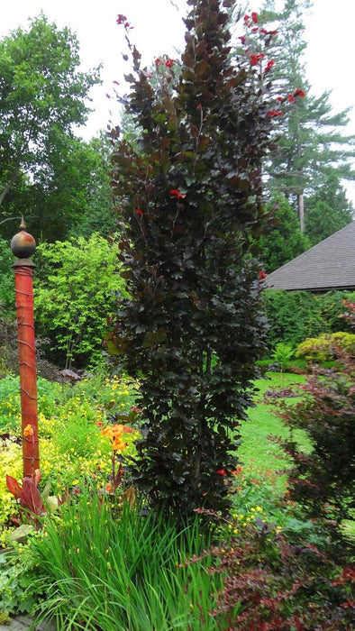 Fagus sylvatica 'Red Obelisk' Narrow Growing Purple Beech Tree