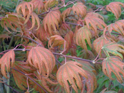 - Acer palmatum x 'Purple Curl' Japanese Maple - Mr Maple │ Buy Japanese Maple Trees