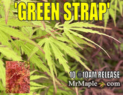 - Acer palmatum 'Green Strap' Rare Japanese Maple - Mr Maple │ Buy Japanese Maple Trees