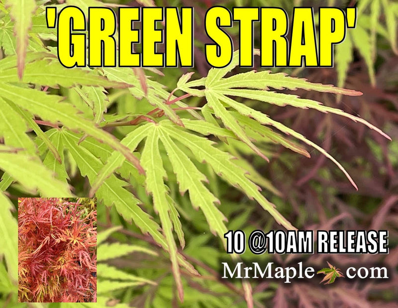 - Acer palmatum 'Green Strap' Rare Japanese Maple - Mr Maple │ Buy Japanese Maple Trees