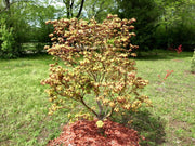 - Acer palmatum 'Osakazuki' Japanese Maple - Mr Maple │ Buy Japanese Maple Trees